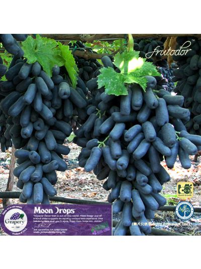 USA California Moon Drops® Seedless Black Grapes (8Packs/19lbs)